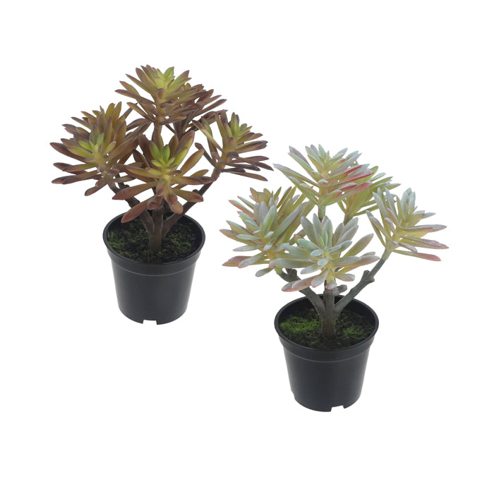 Crozier Potted Succulent Plants - Assorted Styles - Deb's Hidden Treasures