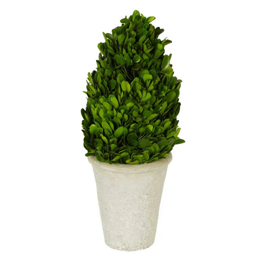 Preserved Boxwood Cone Tree - Large - Florabelle Living