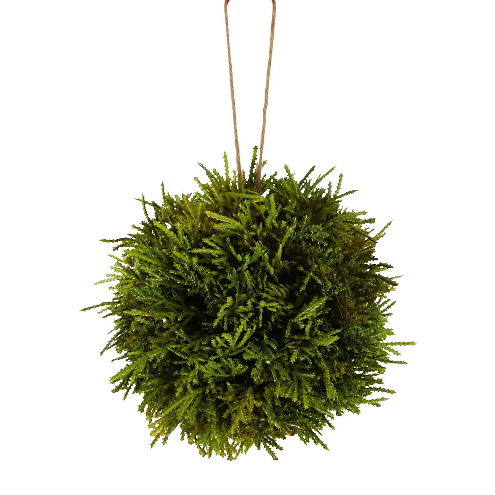 Cypress Hanging Ball Green 15cm - Florabelle Living