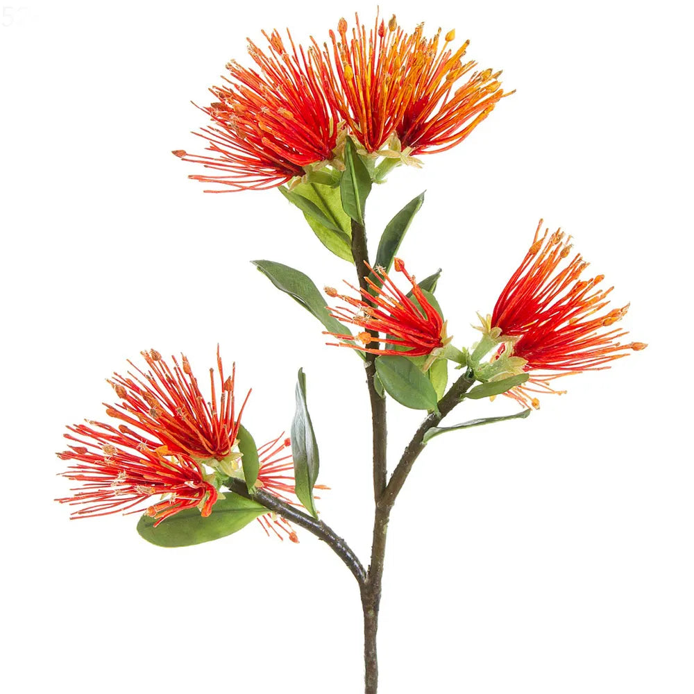 Protea Leucospermum 52cm - Florabelle Living