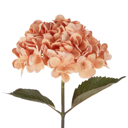 Dried Look Hydrangea Stem 48cm Apricot - Florabelle Living
