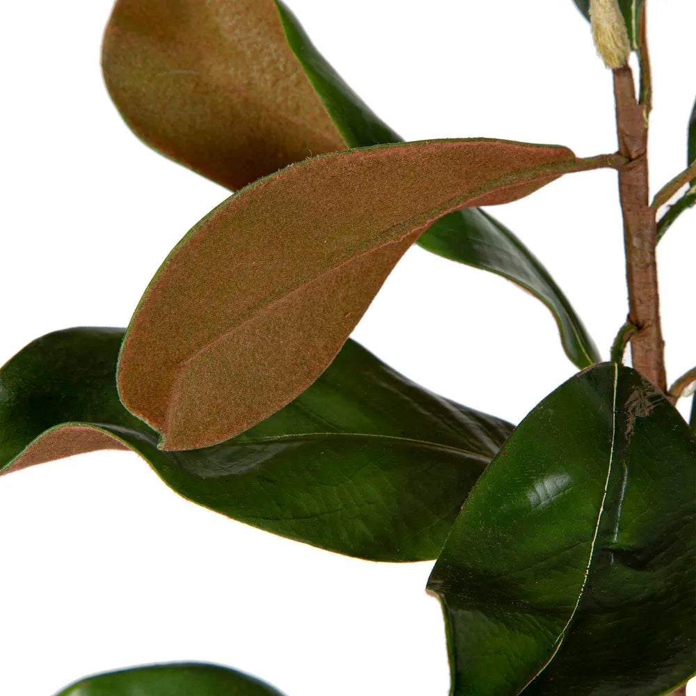 Magnolia Leaves Small Green 85cm - Florabelle Living