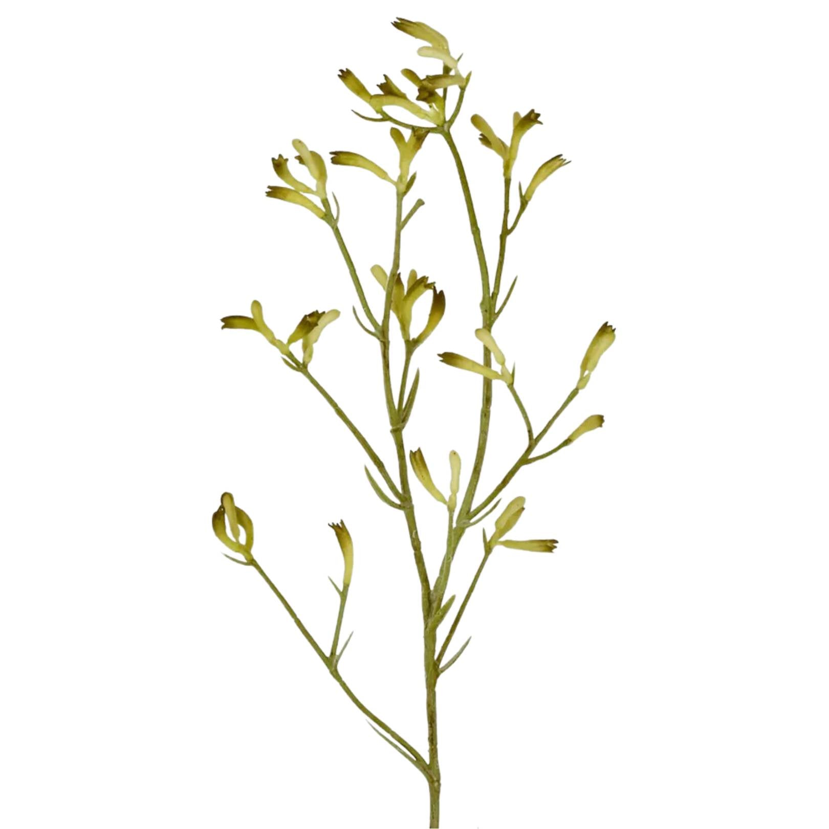 Kangaroo Paw Spray Yellow 102cm - Florabelle Living